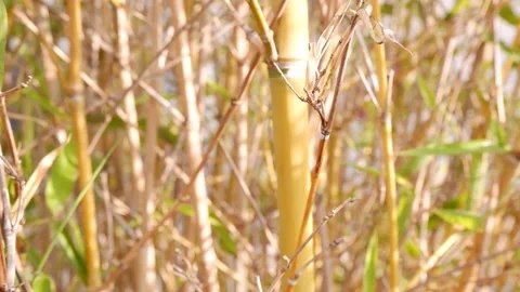 Wind shaking bamboo forest natural environment Stock-Footage 173469908