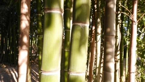 Wind shaking bamboo forest natural environment Stock Footage 189409077