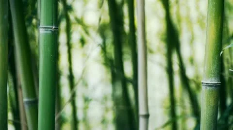 Wind shaking bamboo,quiet atmosphere. Stock Footage 8986943