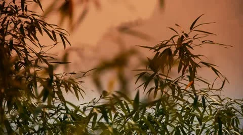 Wind shaking bamboo,quiet atmosphere in sunshine. Stock Footage 8986945