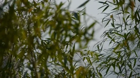 Wind shaking bamboo,quiet atmosphere in sunshine. Видео 8987448