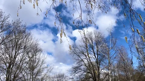 The wind is shaking the branches against the background of clouds Stock Footage 320175256