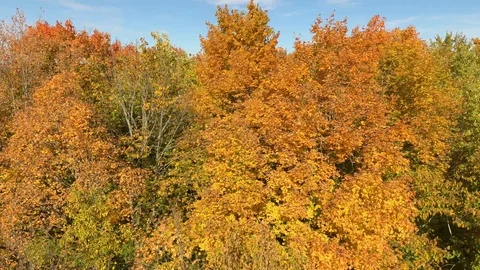 Wind shaking the colored leaves of trees on clear day viewed by drone Stock Footage 119200002