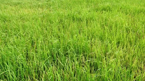 Wind shaking the ear of rice plant to move Stock-Footage 132789090