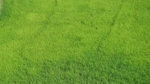 Wind shaking the ear of rice plant to move Stock Footage 146511103