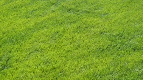 Wind shaking the ear of rice plant to move Stock Footage 146511269