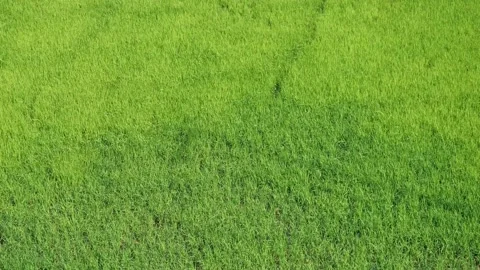 Wind shaking the ear of rice plant to moving as ripple wave Stock Footage 146676959