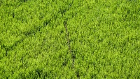 Wind shaking the ear of rice plant to moving as ripple wave Stock Footage 146676972
