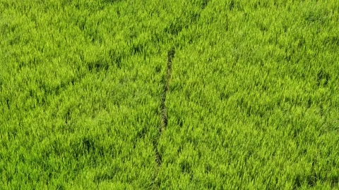Wind shaking the ear of rice plant to moving as ripple wave Stock Footage 146677009