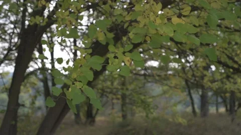 Wind shaking green and yellow leaves in a tree during the autumn season Stock Footage 141664446