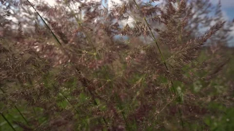 Wind shaking high wild grass on field. Autumn natural landscape. Fall background Stock Footage 141145214