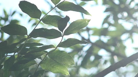 Wind shaking leaves  Stock Footage 56963291