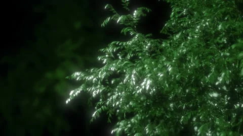 Wind Shaking Leaves of the Tree Stock Footage 134588143