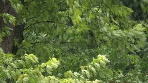 The wind is shaking the leaves of the trees during a heavy rain Stock Footage 92200463