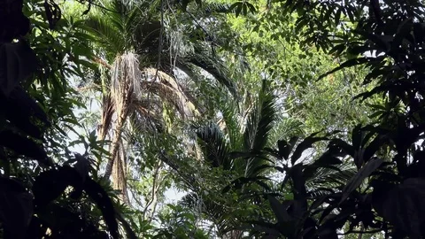 Wind shaking the rainforest Stock Footage 77253921