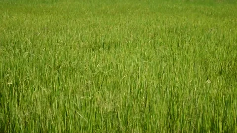 Wind shaking the rice plant to move in wave, Green field crop Stock Footage 132019330