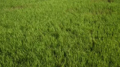 Wind shaking the rice plant to move in wave, Green field crop Stock Footage 132020148