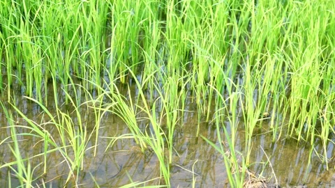Wind shaking the rice plant to move, Green field crop in water on dirt land Stock Footage 132933983