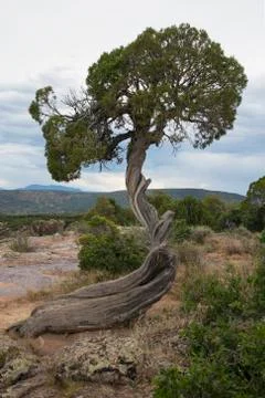 Wind shaped cedar tree, Black Canyon National Park, Colorado, USA, 07.06.2014 Stock Photos