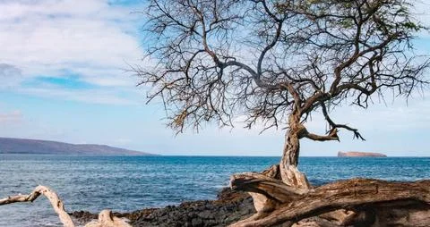 Wind-Shaped Coastal Tree on Rugged Volcanic Shore Stock Photos