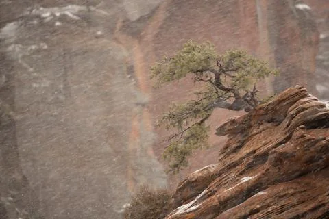 Wind shaped juniper tree leans downwind in a snowstorm Stock Photos
