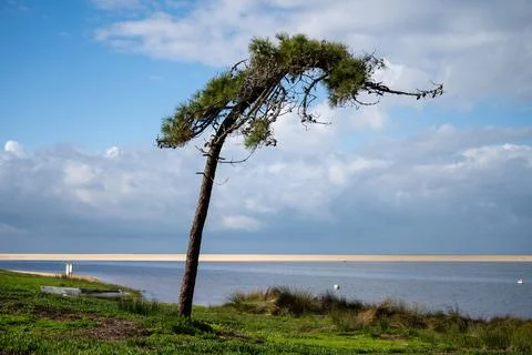 Wind shaped pine tree beside coastal lagoon Stock Photos