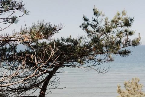 Wind Shaped Pine Tree Branches Over Calm Coastal Sea Foto stock