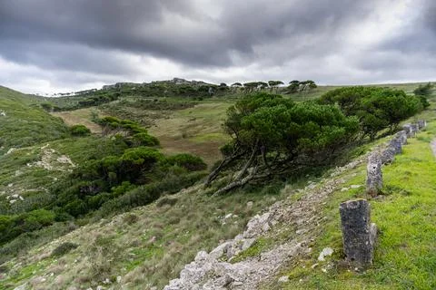 Wind shaped pine trees on mountain slope Stock Photos