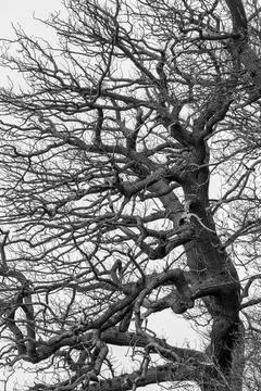 Wind shaped riverbank tree Foto stock
