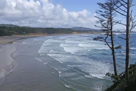 Wind shaped trees and sandy beach Foto stock