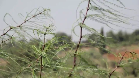 Wind shrubs environment grass Stock Footage 98677225