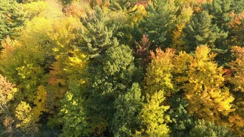 Wind slightly shaking colored leaves of trees in early autumn in Canada Stock Footage 119178156