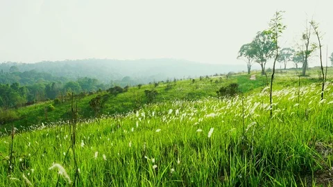 Wind slow blowing green grass field and white flowers and trees on hill  Stock Footage 91769466