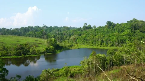 Wind slow blowing green tree in rainforest near ponds and hill. Forest in sunny  Stock-Footage 91768174