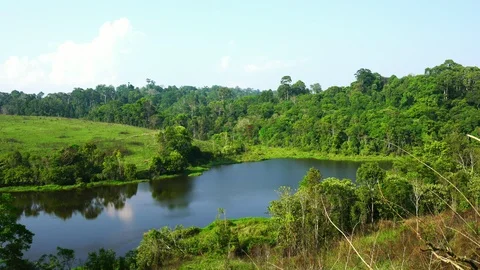 Wind slow blowing green tree in rainforest near ponds and hill. Forest in sunny  Stock Footage 91768709