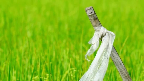 Wind slow blowing plastic bag on bamboo pole to chasing birds in the rice field Stock Footage 91767523