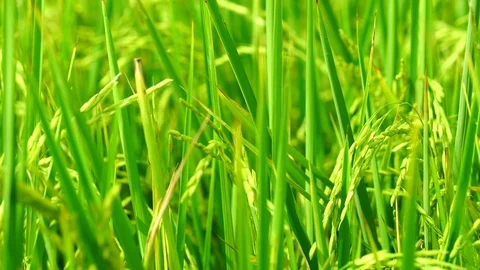 Wind slow blowing rice paddy in rice fields and rice plantation in Thailand. Org Stock Footage 91768978