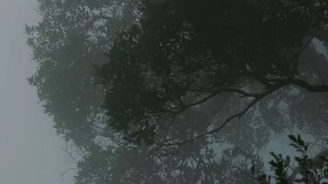 Wind slow blowing white mist in foggy day in tropical forest with dense tree Stock-Footage 91769239