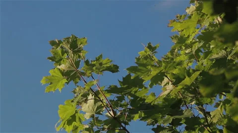 Wind slowly moving maple leaves swinging. Close up Video stock 52998564