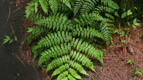 The wind slowly stirs the leaf Stock Footage 270770037