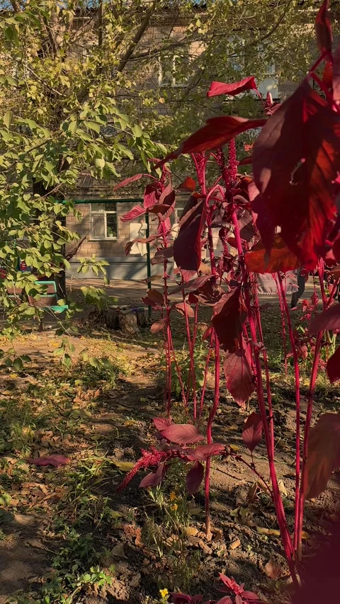 The wind slowly sways the red leaves of the ornamental schaden. Autumn yard Stock Footage 253884425