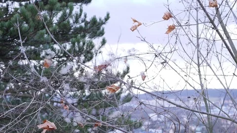 Wind on a small Pappus Tree, Slow Motion Stock Footage 85228599