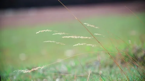 Wind - a small yarrow on the steppe 動画素材 257296466