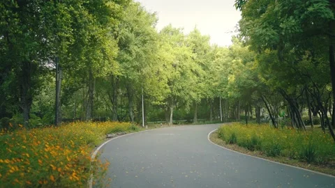 The wind is softly blowing greenery and sunlight on the park walkway. Stock Footage 209801008