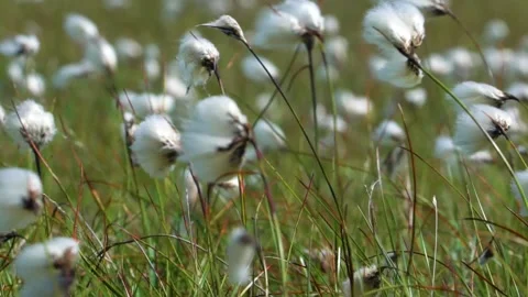 Wind Softly Move Cotton Grasses, Close Up, Long Looping Footage, Slow Mo Stock Footage 157446633