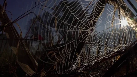 Wind On Spider Web Stockbeeldmateriaal 76036153
