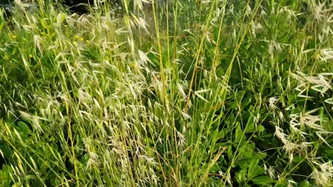 Wind spike corn plant Stock Footage 131173433