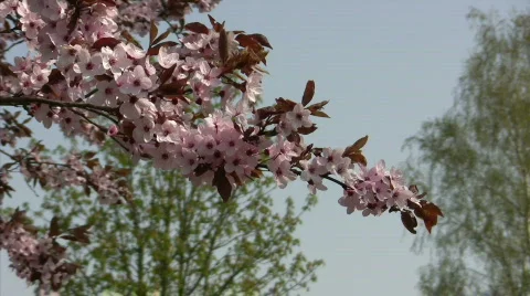 Wind in spring Stock Footage 877822