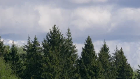 Wind in spring forest. Video stock 131126219