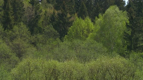 Wind in spring forest. Stock Footage 131126404